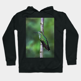 Green-Crowned Brilliant Hummingbird - Costa Rica Hoodie